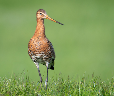 Nog even en dan zijn ze er weer. Onze nationale vogels de Grutto's. Dit is een oude foto uit 2022 waarbij ik een Grutto aan de overkant van een slootje langs een fietspad trof. Deze grutto had k nog eens het lef om die vent met zijn lange telelens te "weerstaan" en zich van dichtbij te laten fotograferen.