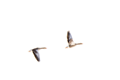 Deze foto is gemaakt tijdens grauwe omstandigheden met een vaag zonnetje door de wolken wat voor tegenlicht zorgde een een High key foto opleverde