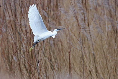 <i class='fa fa-user'></i> Ruben de Bruijn |   Kleine Zilverreiger  <i class='fa fa-eye'> 189</i>   <i class='fa fa-comment-o'> 5</i>