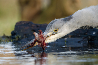 <i class='fa fa-user'></i> Ties Niehof |   Blauwe Reiger  <i class='fa fa-eye'> 347</i>  <i class='fa fa-thumbs-up'> 1</i>   <i class='fa fa-comment-o'> 10</i>