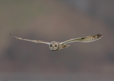 Asio flammeus / Velduil / Short-eared Owl