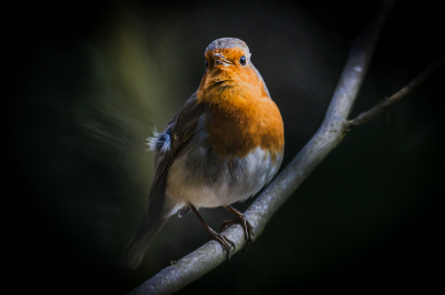 <i class='fa fa-user'></i> bobensink |   Roodborst  <i class='fa fa-eye'> 163</i>  <i class='fa fa-thumbs-up'> 1</i>   <i class='fa fa-comment-o'> 5</i>