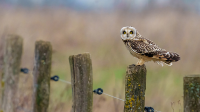 Nog rustig kunnen vastleggen op een paal. De uil had niet heel veel problemen met zeven fotografen op gepaste afstand. Geprobeerd toch een stukje omgeving mee te nemen.