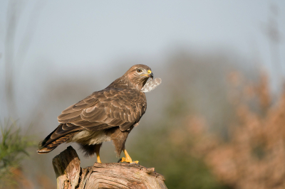 <i class='fa fa-user'></i> Ties Niehof |   Buizerd  <i class='fa fa-eye'> 229</i>  <i class='fa fa-thumbs-up'> 2</i>   <i class='fa fa-comment-o'> 6</i>