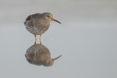 <i class='fa fa-user'></i> HansMolenaar |   Paarse Strandloper  <i class='fa fa-eye'> 237</i>  <i class='fa fa-thumbs-up'> 1</i>   <i class='fa fa-comment-o'> 7</i>