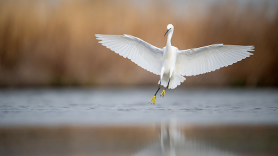 <i class='fa fa-user'></i> kevinhollmann |   Kleine Zilverreiger  <i class='fa fa-eye'> 286</i>  <i class='fa fa-thumbs-up'> 25</i>   <i class='fa fa-comment-o'> 15</i>