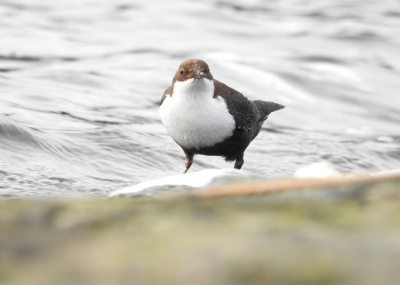 Cinclus cinclus / Waterspreeuw / White-throated Dipper