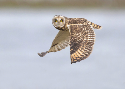 Asio flammeus / Velduil / Short-eared Owl