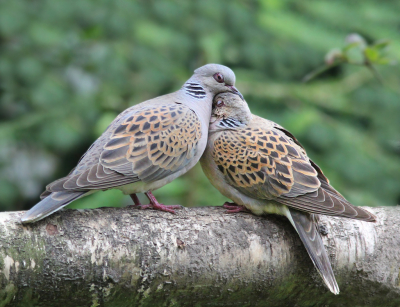 Vogelbescherming Nederland vroeg deze foto een paar weken geleden op om te gebruiken op Valetijnsdag. Hier door herinnerde ik me de foto weer die is genomen in mijn tuin waar de Zomertortels heel lang elk jaar broedden en hun jongen groot brachten. Helaas niet lang na het nemen van deze foto kwamen ze niet meer.