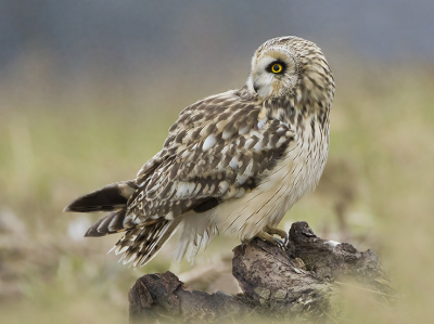 Hier nog eentje uit een serie van de velduil. Het was half tot zwaar bewolkt weer. Onder deze weersomstandigheden viel mij het resultaat van de Canon 200-800mm F9 niet tegen. Ik moest hiervoor hoger in de iso maar dat is tegenwoordig geen probleem meer.