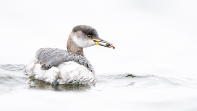 Podiceps grisegena / Roodhalsfuut / Red-necked Grebe