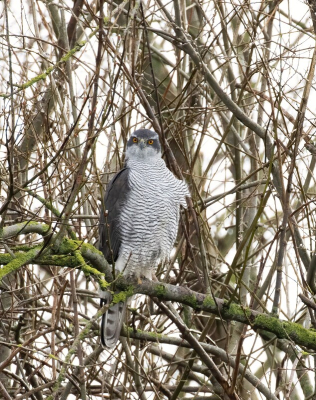 Dankzij de hulp van een vogelspotter met scoop. Hij heeft me drie keer moeten helpen met de plek waar hij zat. ( zo van die drie dikke stammen en bij de 3e stam links 10 meter hoog zit hij) en met mijn kijker en met het blote oog niet te zien doorhettegenlicht.