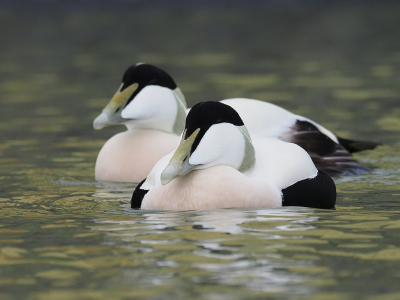 De schelpdieren die aan de steigers van de haven groeien lokken de eiders naar binnen. Een prima kans om ze te fotograferen.