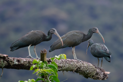 <i class='fa fa-user'></i> Edwin Tuyn | Groene Ibis  <i class='fa fa-eye'> 172</i>  <i class='fa fa-thumbs-up'> 1</i>   <i class='fa fa-comment-o'> 3</i>