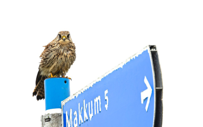 Na een hele dag regen begon het iets helder te worden en toch nog 0m 15.30 in de auto een rondje gedaan, hier kwam ik deze nat geregende Torenvalk tegen die rustig bleef zitten

Gr sam