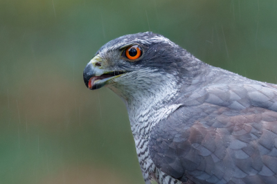 Even wat ingezoomd om de druppels te accentueren, een portretje te maken en nog wat licht te hebben. Wat een prachtig oog heeft deze vogel.