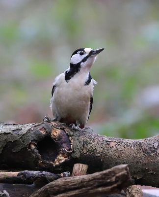 In de bossen van Beetsterzwaag is een plek, waar mensen eekhoorntjes voeren met pinda's en noten. Daar komen ook spechten op af. Deze Grote Bonte Specht had ook wel zin in een nootje...