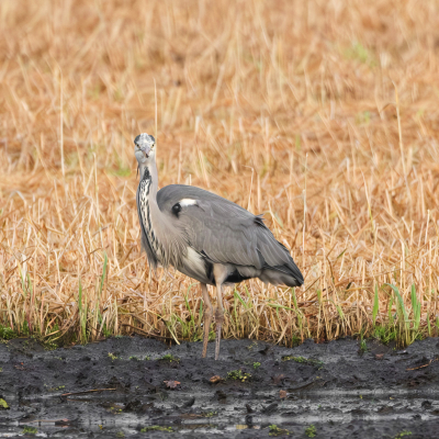 <i class='fa fa-user'></i> Lenie Doornkamp | Blauwe Reiger  <i class='fa fa-eye'> 86</i>   <i class='fa fa-comment-o'> 33</i>