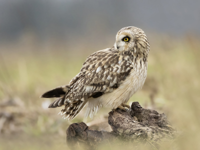 Hier nog eentje uit een serie van de velduil. Het was half tot zwaar bewolkt weer. Onder deze weersomstandigheden viel mij het resultaat van de Canon 200-800mm F9 niet tegen. Ik moest hiervoor hoger in de iso maar dat is tegenwoordig geen probleem meer.