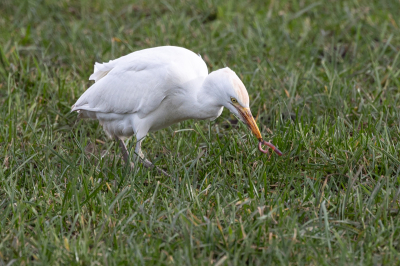 <i class='fa fa-user'></i> Peter Boltjes | Koereiger  <i class='fa fa-eye'> 29</i>   <i class='fa fa-comment-o'> 1</i>