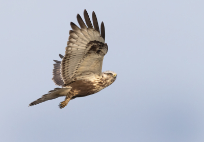 <i class='fa fa-user'></i> Ben Reitsma |   Ruigpootbuizerd  <i class='fa fa-eye'> 235</i>  <i class='fa fa-thumbs-up'> 2</i>   <i class='fa fa-comment-o'> 5</i>