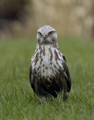 <i class='fa fa-user'></i> Ben Reitsma |   Ruigpootbuizerd  <i class='fa fa-eye'> 284</i>  <i class='fa fa-thumbs-up'> 8</i>   <i class='fa fa-comment-o'> 9</i>