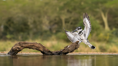 Ik zag de ijsvogel opstijgen vanaf de oever en heb de vogel gevolgd tot en met de landing.