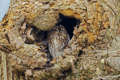 Strix aluco / Bosuil / Tawny Owl