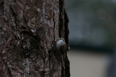 Certhia brachydactyla / Boomkruiper / Short-toed Treecreeper