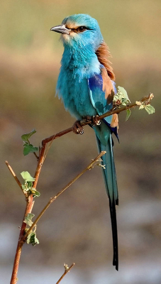Bird picture: Coracias abyssinicus / Sahelscharrelaar / Abyssinian Roller