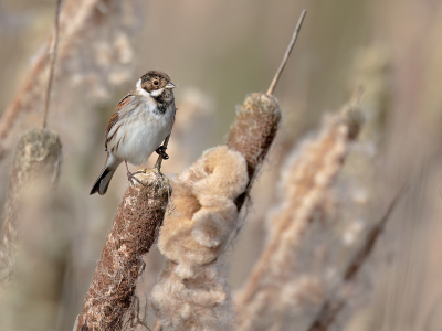 Bird picture: Emberiza schoeniclus / Rietgors / Common Reed Bunting
