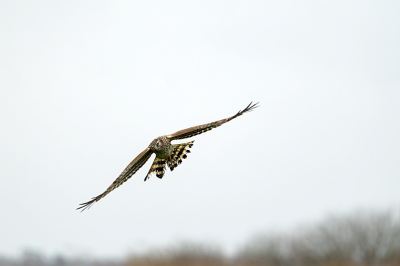 Bird picture: Circus cyaneus / Blauwe Kiekendief / Hen Harrier