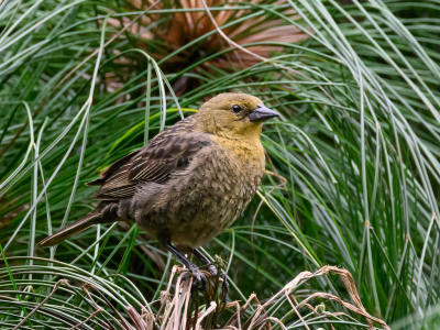 Bird picture: Chrysomus ruficapillus / Bruinkaptroepiaal / Chestnut-capped Blackbird