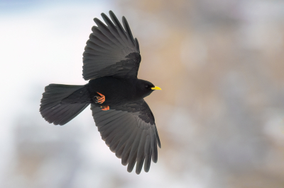Bird picture: Pyrrhocorax graculus / Alpenkauw / Alpine Chough