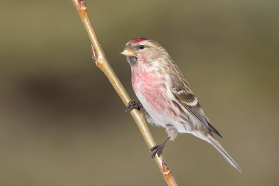 Bird picture: Acanthis flammea / Grote Barmsijs / Mealy Redpoll