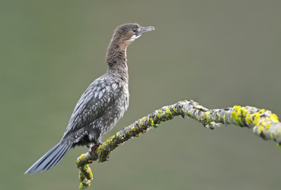 Bird picture: Microcarbo pygmeus / Dwergaalscholver / Pygmy Cormorant
