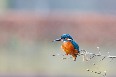 <i class='fa fa-user'></i> ADubbelhuis |   IJsvogel  <i class='fa fa-eye'> 216</i>  <i class='fa fa-thumbs-up'> 2</i>   <i class='fa fa-comment-o'> 4</i>