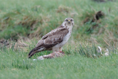 Buteo buteo / Buizerd / Common Buzzard