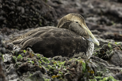 een eider was verscholen tussen de stenen op de brouwersdam maar ik dacht , IK HEB JE GEZIEN .