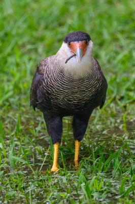 Bird picture: Caracara plancus / Zuidelijke Kuifcaracara / Southern Crested Caracara