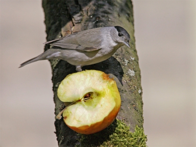 Zwartkop eet appel (bij gebrek aan beter)