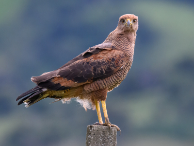 Buteogallus meridionalis / Savannebuizerd / Savanna Hawk