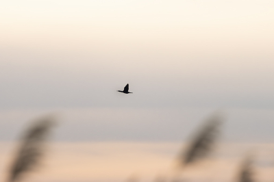 Bird picture: Phalacrocorax carbo / Aalscholver / Great Cormorant