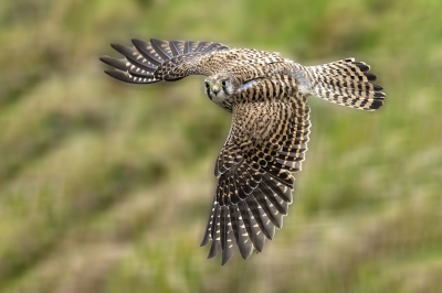 Falco tinnunculus / Torenvalk / Common Kestrel