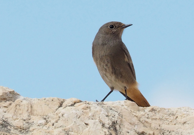 Bird picture: Phoenicurus ochruros / Zwarte Roodstaart / Black Redstart