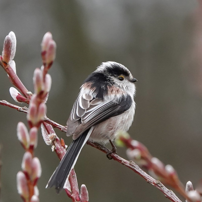 Bird picture: Aegithalos caudatus / Staartmees / Long-tailed Tit