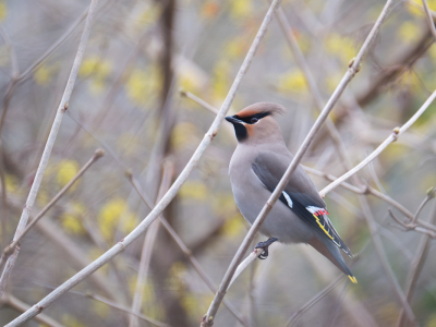 <i class='fa fa-user'></i> Gert-Jan Cromwijk |   Pestvogel  <i class='fa fa-eye'> 148</i>  <i class='fa fa-thumbs-up'> 1</i>   <i class='fa fa-comment-o'> 3</i>