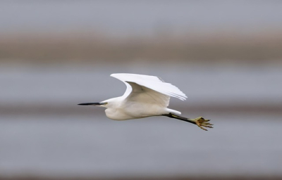 De kleine zilverreiger vlak langs de auto waardoor ik hem mooi in het achterliggende landschap kon vastleggen l.