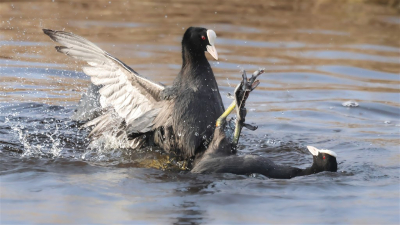 Strijdende meerkoeten (zag er uit als een gevecht op leven en dood....en dat was het ook vrijwel); gefotografeerd vanuit een vogelhut. Foto hier geplaatst omdat ik hem wel geslaagd vind als exemplarisch voor het gedrag van de meerkoet in deze tijd van het jaar.