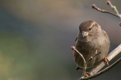 In het jaar van de huismus een kleine ode aan dit leuke vogeltje dat qua aantallen helaas onder druk staat.